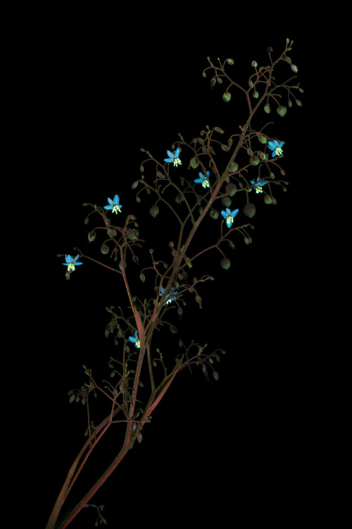  Dianella sandwicensis, known as Uki in native Hawaiian, is monocot member of the Asphodelaceae fami