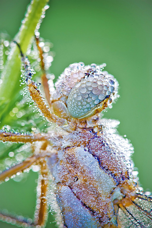 grace-from-dogville:  Macro photographs of dew-covered dragonflies and other insects by David Chambon 