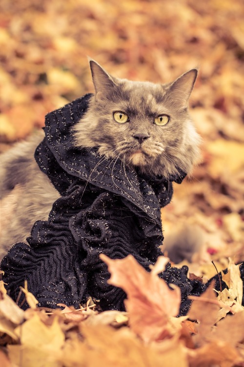 autumncozy:Cats in scarves in the fall.
