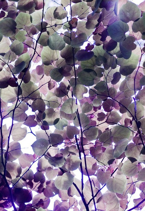 magnoliaviolette:  ☼☼ 