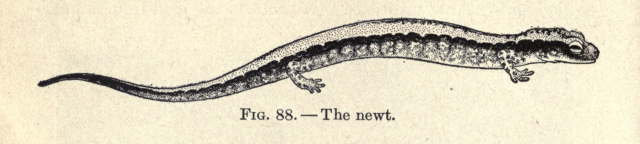 Fig. 88. The newt. Elementary biology, animal and human. 1913,