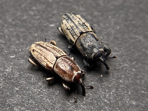 Its Weevil Wednesday