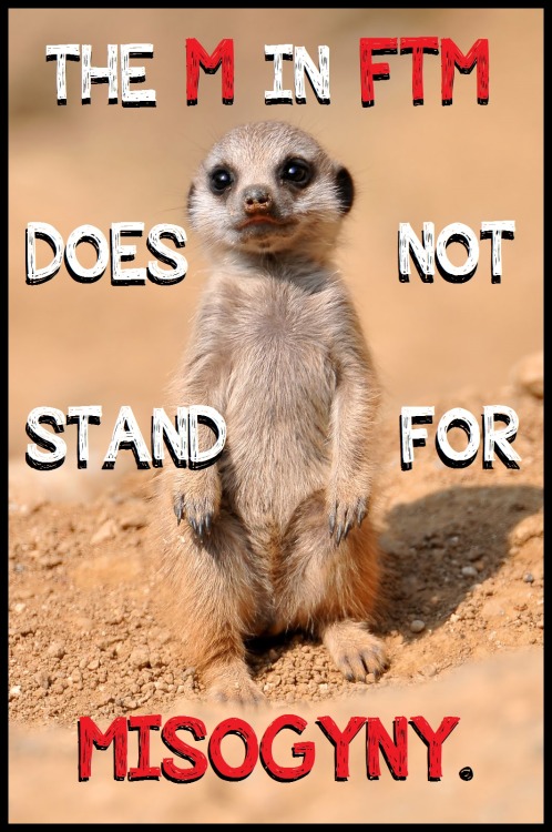 [IMAGE DESCRIPTION: A BABY MEERKAT STANDS UPRIGHT ON A DIRT SURFACE AS IT LOOKS FORWARD WITH LARGE, 