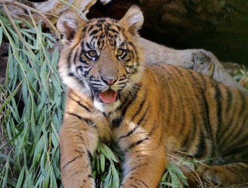 sdzoo: We challenge you to find a cuter photoset than Moka &amp; Rakan. Photos by Dorothy S