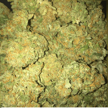 weeditaly:  3D bud