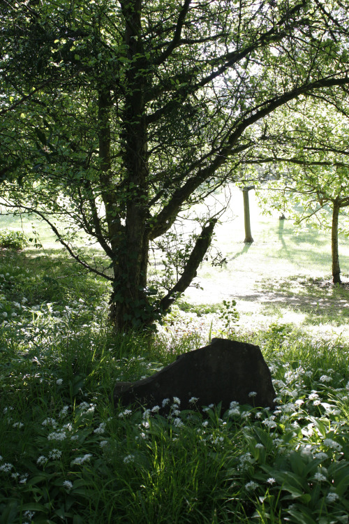 90377:Allium ursinum - wild garlic beneath some trees at the botanical garden, May 2016Tumblr | Inst