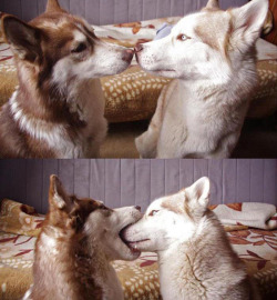 awwww-cute:  First Kiss (Source: http://ift.tt/1dFoA4i)