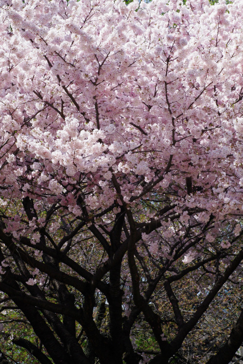 minuga-hana: pink to green by HAMACHI!