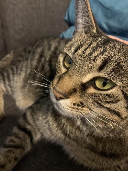 What Happened To My Cats Whiskers? (Details In Comments)