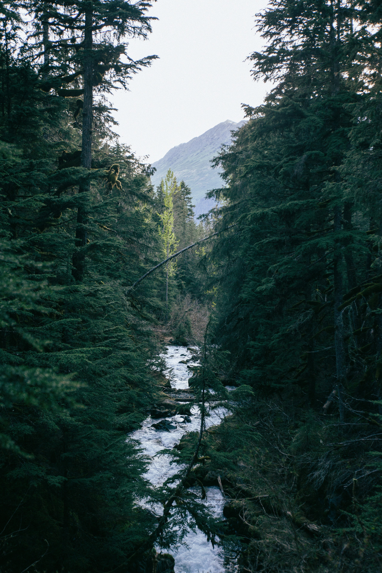 jovellyism:  Virgin Creek Falls, 2014.