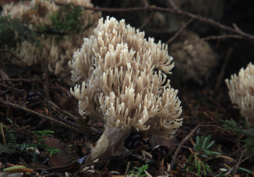 An unusually neat, near circular patch of crested coral fungus - Clavulina coralloides.