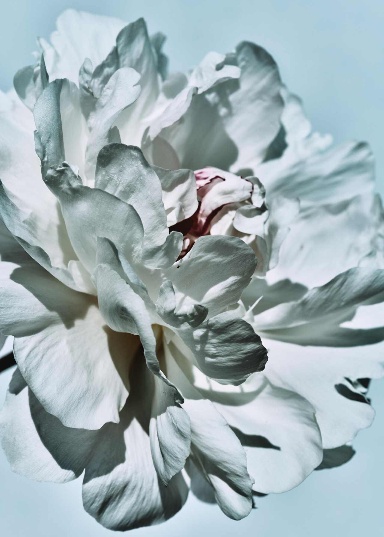 PIVOINE BLANCHE
Serie : “Flower From My Secret Garden”
Photo : Frederic Sofiyana