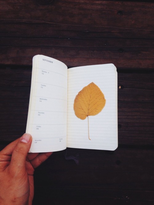 flipping through these pages instills nostalgia inside my heart. pictured is a leaf i acquired while