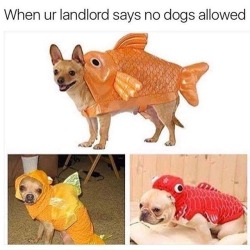 Best Dog Memes(Or Anything Else That Has