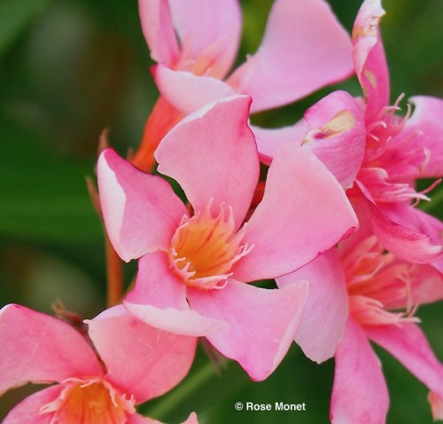 rosemonetphotos:Nerium oleander    08&gt;2018Laurier-rose