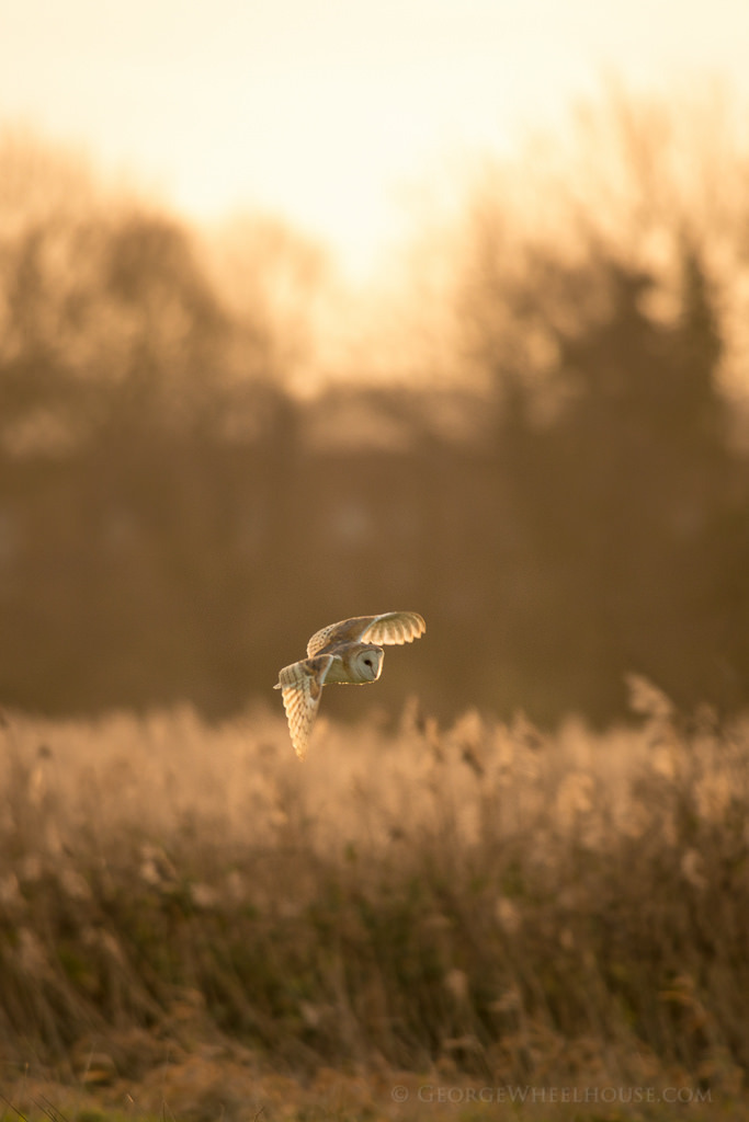 h4ilstorm:  Barn Owl Hunting (by Old-Man-George)
