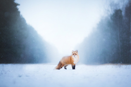 te5seract:   Red Fox Winter Portrait,   Freya The Fox &  Feeling the Winter   by  Alicja Zmysłowska