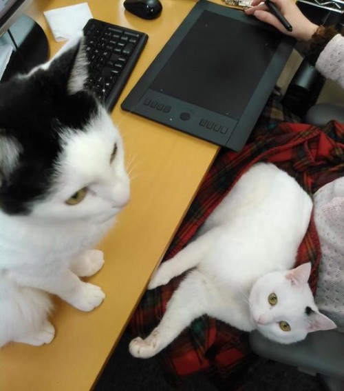 catsbeaversandducks:  Business Cats Hard At WorkA Japanese company in Tokyo hopes to help their employees unwind and increase productivity by adopting rescue cats into their office. In a cramped and hectic city like Tokyo, having a pet is often a luxury.