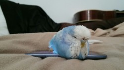 dannythebudgie:She’s sleeping on her phone cause its warm. 