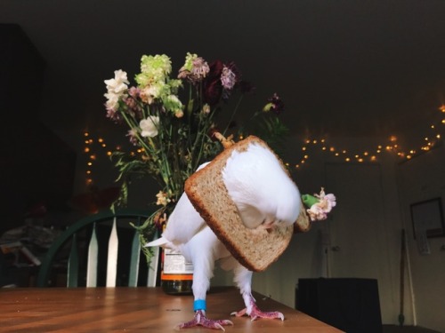 serotina:  Pidge the pigeon got a slice of bread stuck around her neck yesterday, so she asked other pigeons of Instagram to do the #breadslicechallenge to help her feel less embarrassed. Miu was very happy to participate!