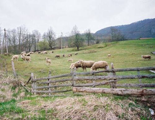 zlatibor