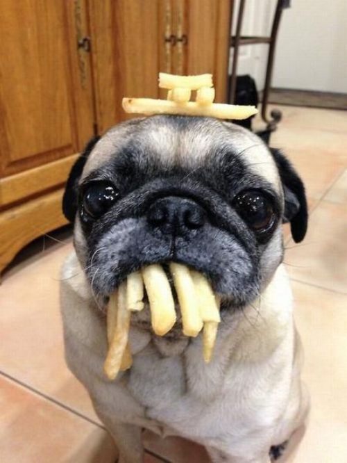 cutepugpics:  Why yes, puggie would like fries with that! 
