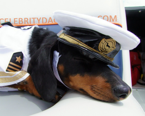 gadgetsmonster:  celebritydachshund:  Introducing Captain Crusoe – sailor of the seven seas, slayer of sea monsters, seducer of sexy mermaids, and likely the cutest nautical wiener you’ve even seen. Read the full blog post & see all the pics here: htt