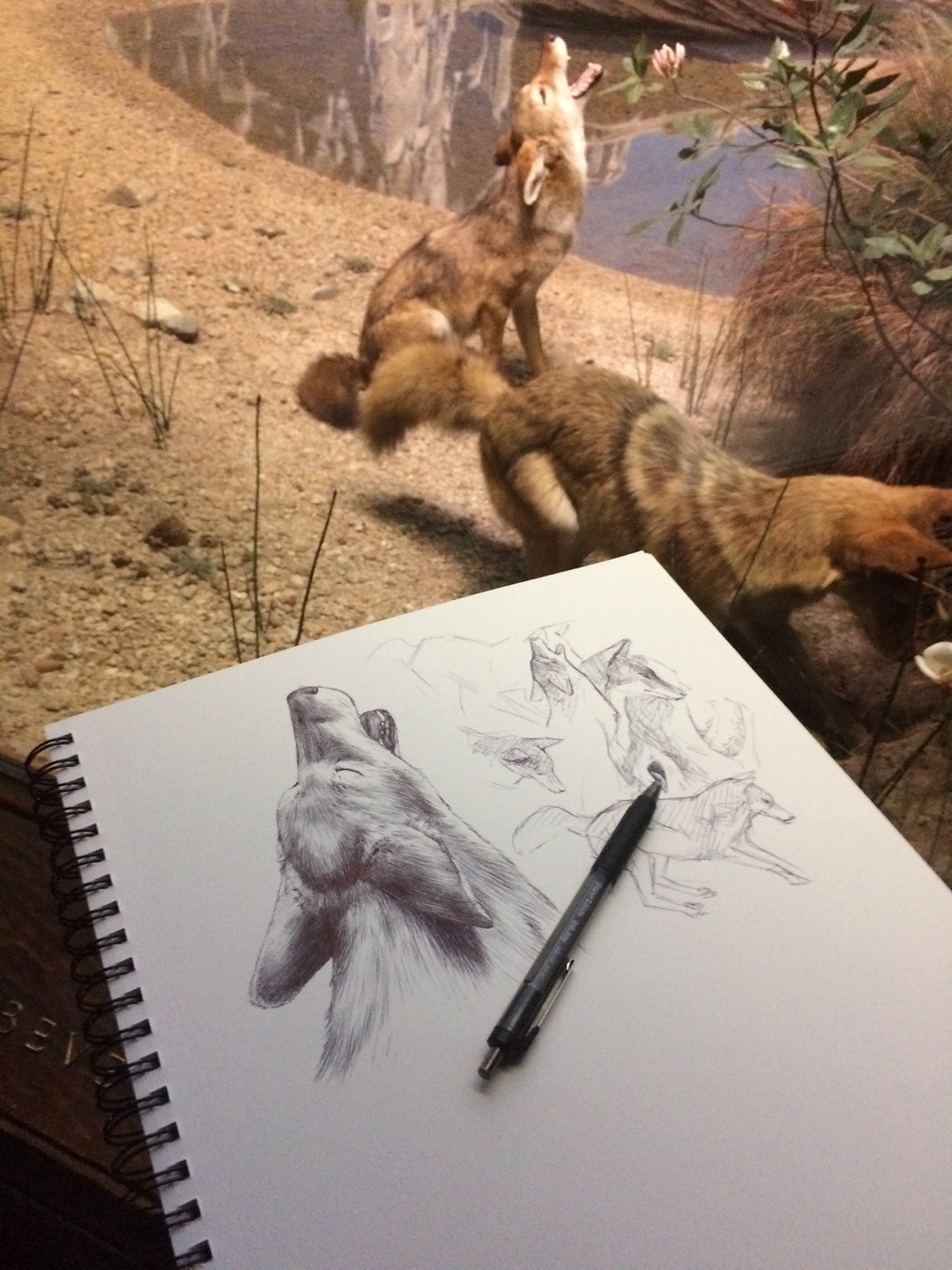 alithographica: Another AMNH night. 3 hours, ballpoint pen. Coyote.