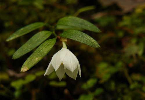 Luzuriaga parviflora - Croesus Track, West Coast NZ by New Zealand Wild on Flickr.