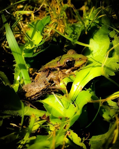 “Kikkers op de kant, storm in het land!” #Nature #Animals #Animaux #Amphibian #Amphibien