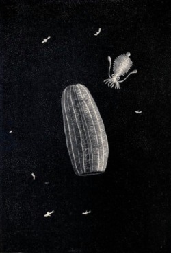 nemfrog:  “Luminous jellyfish and mollusk” _Living lights : a popular account of phosphorescent animals and vegetables_ 1887 