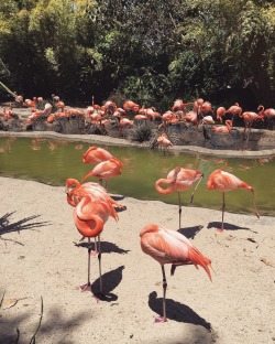 Flamingo&rsquo;s