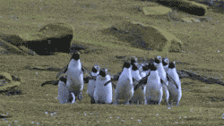 weallheartonedirection:  I was having a shitty day.. and then.. Colony of penguins chasing a butterfly.