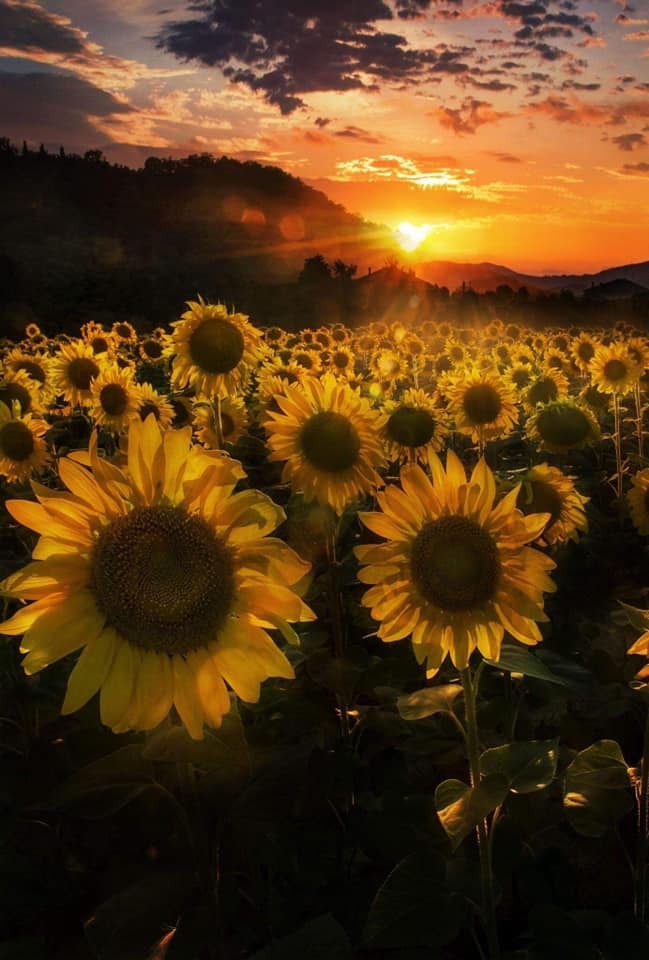 trasemc:  Sunflowers