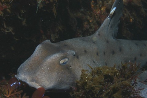 rhamphotheca:  The Horn Shark Egg Case by Julie LeibachYou won’t find this egg in any typical Easter hunt. Instead, you’ll  have to venture into rocky reefs or kelp forests off the California  coast from Santa Barbara southward, where California horn