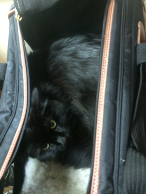 My poor traumatized fluffies!  They suffered the horror and indignity of the VET yesterday!  Even ca