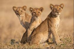 llbwwb:  Three lion cubs, photo via Burrard-Lucas 