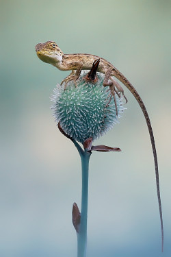 llbwwb:   (via 500px / the lizzard by iwan