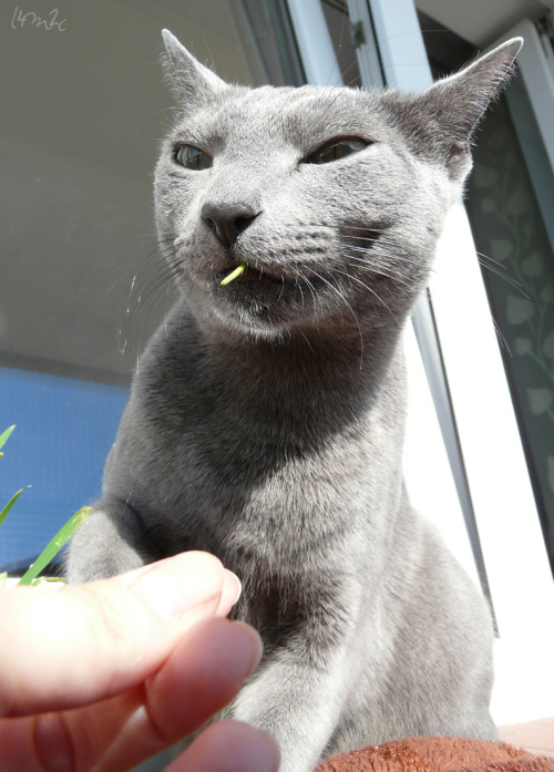 love4my2cats:How to eat a blade of grass: a tutorial.