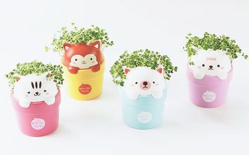 chickabiddy:  Kitty Flowerpot & Seeds from Zakka Mart ||  Use "CHICKABIDDY" for a 15% off!  