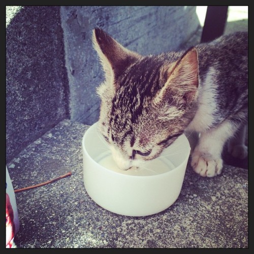 猫を飼いたがっていた友人に打診してみたところ、快くOKの返事をいただいた 友人宅の農作業がひと段落した頃に引き渡しの予定 ひとまず人に慣れさせねば…あれ？ えらく人懐っこくないか？
