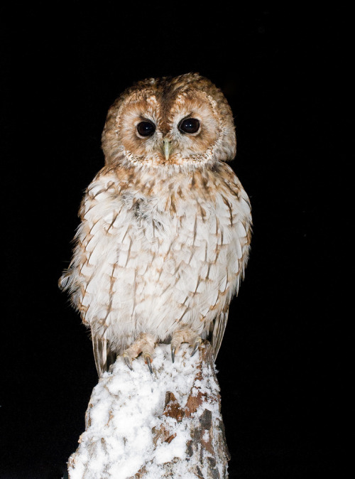 Tawny Owl (Strix aluco) &gt;&gt;by Flickpicpete
