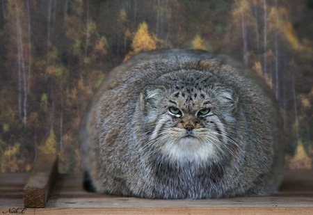 sleepydumpling:  roachpatrol:  everyone should look at the pallas cat for a minute ok   I think this is my patronus.