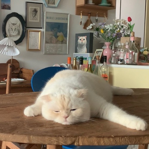 julieterbang:soonmoo_cat   Caturday mood.