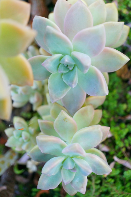 flora-file:
“flora-file:
“ Succulents in my Garden - 6/21/14 - Solstice (by flora-file)
”
6 months ago. Happy winter solstice.
”