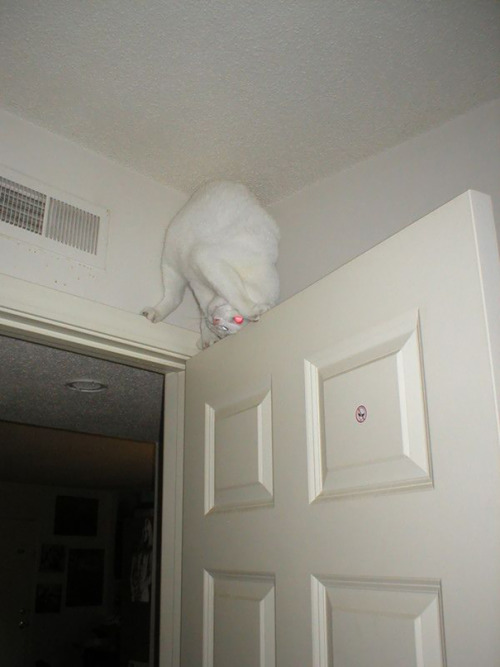 awesome-picz:  Ninja Cats That Have Mastered The Ancient Art Of Ninjutsu
