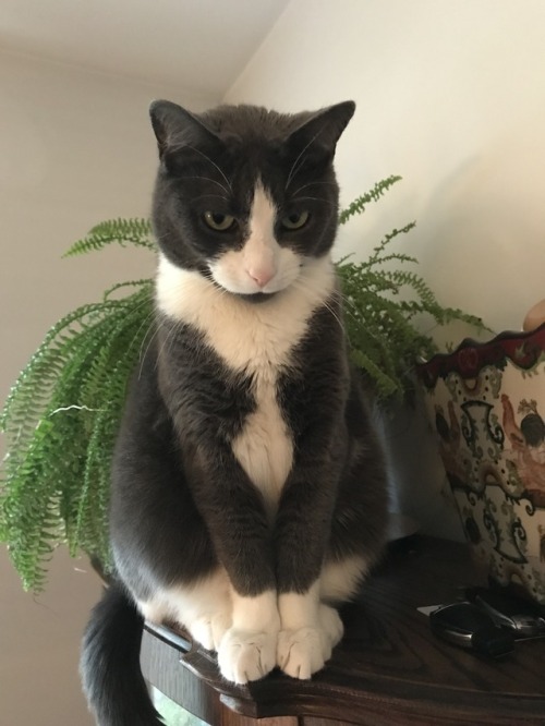 Gracie (submitted by @helvegen69)