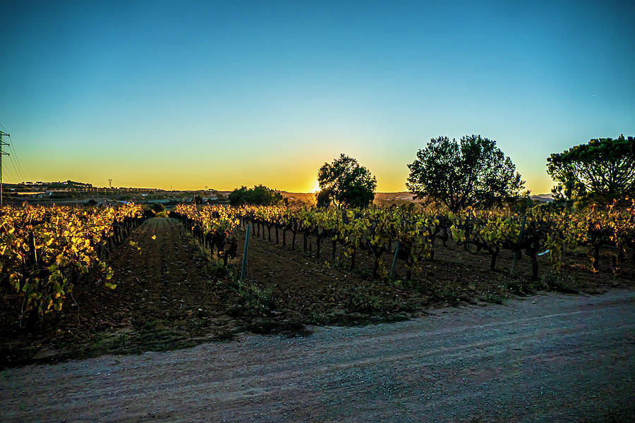 Evening At Alt Penedes 202312021800110 by Tomi Rovira