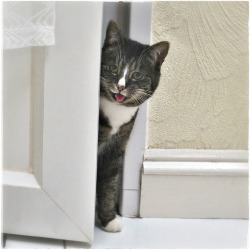 mostlycatsmostly:  Cheeky Squeaky, (by ozlem4ever)