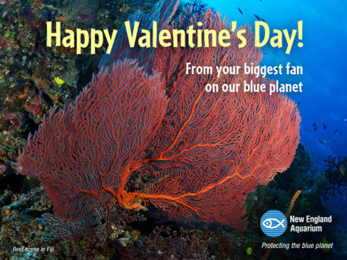 neaq:Free Valentine’s Day “sea-cards”